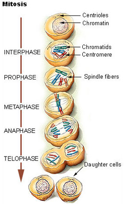 Stages Mitosis