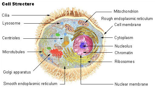 eukaryotic cell structure. Eukaryotic Cell Diagram.