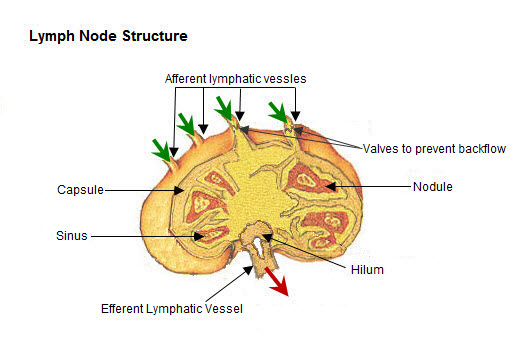 Ilustração da estrutura de um nó de linfa