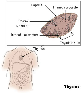 Ilustração do timo e da sua localização no corpo humano