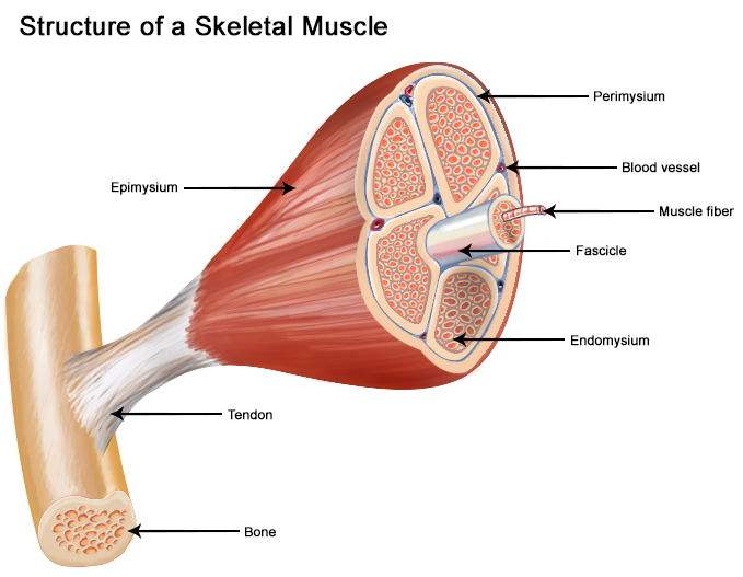 Skeletal Muscle Picture 51