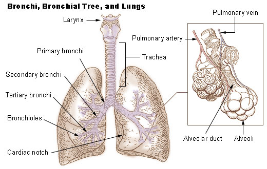 Picture Of Bronchi