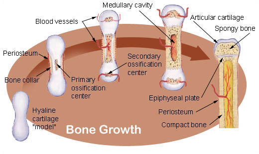 bone grow