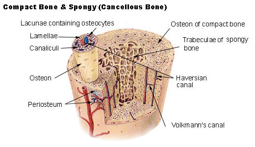 Structure of Bone Tissue | SEER Training