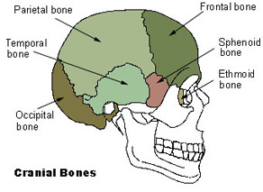what is the axial skeleton Biology - 8257043 | Meritnation.com
