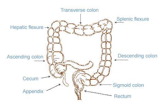 Anatomy of the colon and rectum.