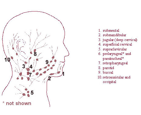 nodes in neck. Major Lymph Node Chains of