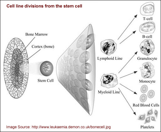 Cell line divisions graphic