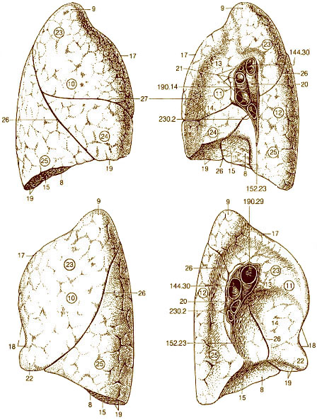 Anatomy of the lung