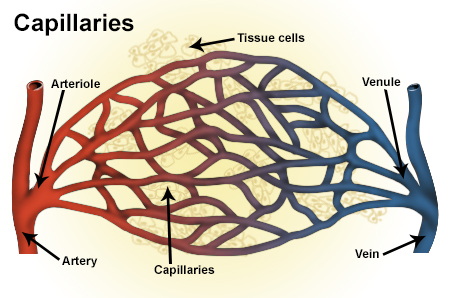 SEER Training: Classification & Structure of Blood Vessels