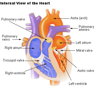 labeled heart diagram with functions