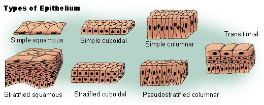 transitional epithelial tissue diagram