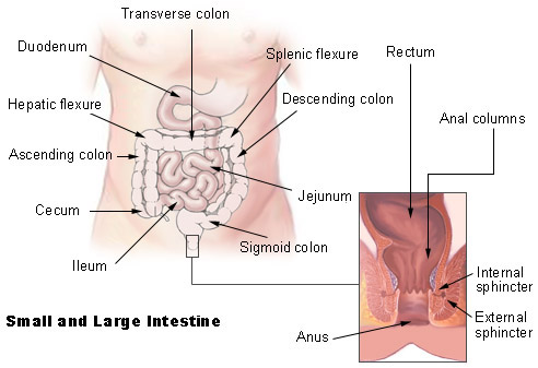 human intestines diagram