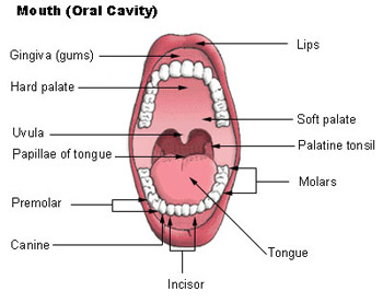 Parts of the Mouth  Saint Luke's Health System