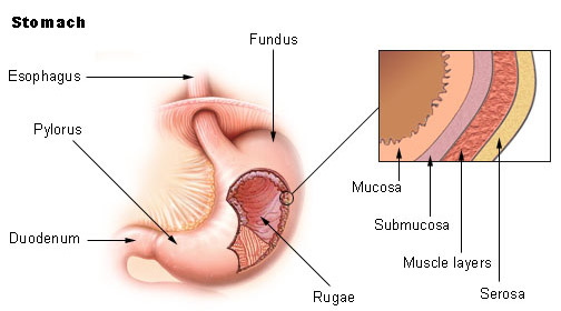 Illustration of the stomach