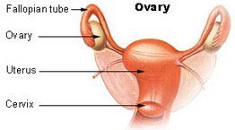 Illustration of ovaries in the female reproductive system