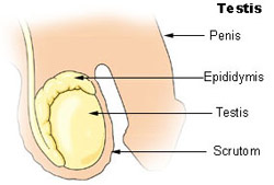Illustration of a testis within the male reproductive system