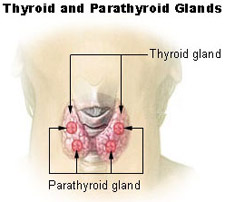 Thyroid & Parathyroid Glands | SEER Training