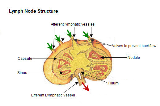 lymph nodes histology diagram