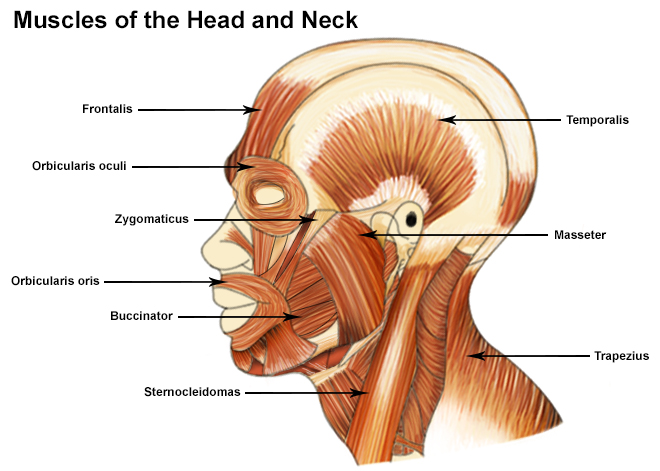 muscles-of-the-head-and-neck-seer-training