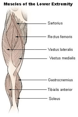 رسم توضيحي لعضلات الأطراف السفلية