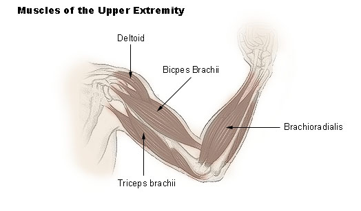 SEER Training: Muscles of the Upper Extremity