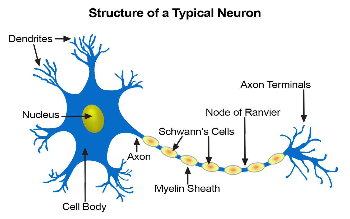 nerve cell diagram