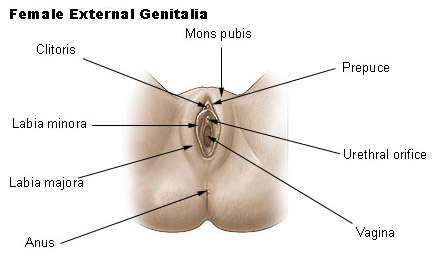 Femal genitalia