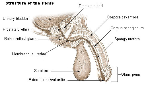 pénisz corpus cavernosum)