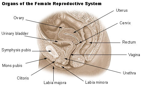 Female Reproductive System: Parts & Functions