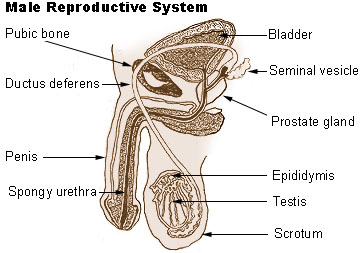 male reproductive system diagram