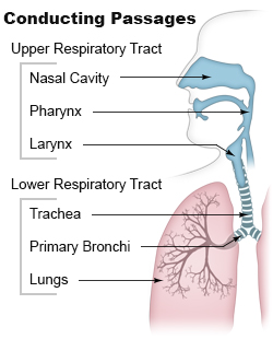Illustration of the conducting passages of the upper and lower respiratory tracts