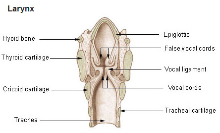 larynx anatomy