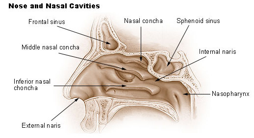 parts of nose and its function