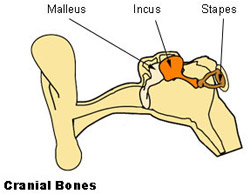 رسم توضيحي لرسم خرائط لعظام العظم السمعي