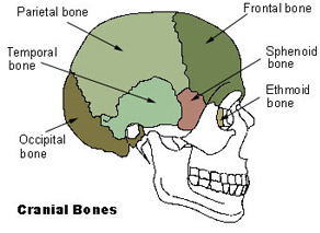 Skull Bones Mnemonic (Cranial and Facial Bones)