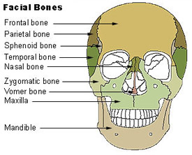 download free facial bones