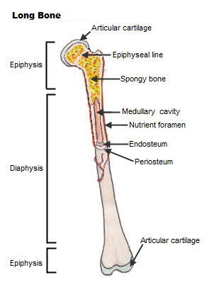 Illustration mapping the different components of a long bone