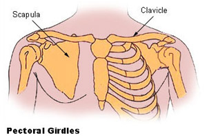 رسم توضيحي لرسم خرائط لعظام المشدات الصدرية