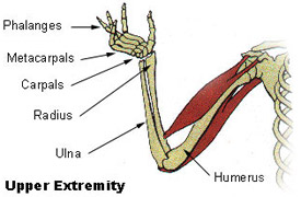 What does the upper extremity consist of?