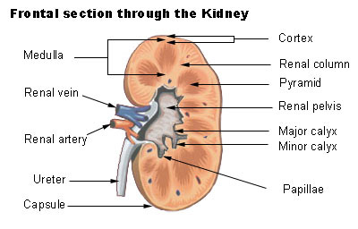 Kidneys | SEER Training