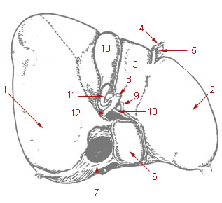 Liver Anatomy Outline Vector Illustration Stock Vector Royalty Free  266029481  Shutterstock