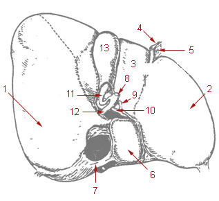 anatomy of liver and gallbladder