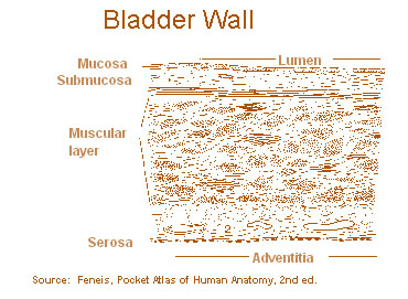 Illustration of the layers of the bladder wall.