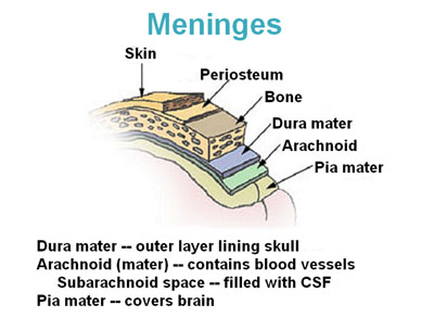 Arrange the Spinal Meninges From Innermost Layer to Outermost Layer.