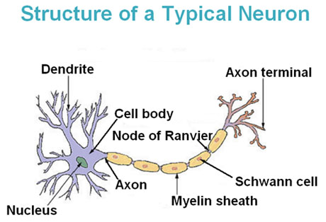 Schematics of a typical neuron. A typical neuron consists of the soma