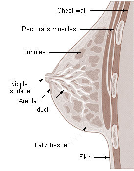 Illustration of the components of the breast