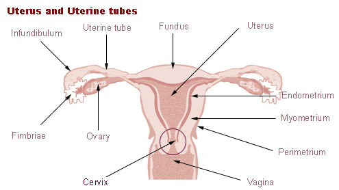 Illustration of the uterus and uterine tubes