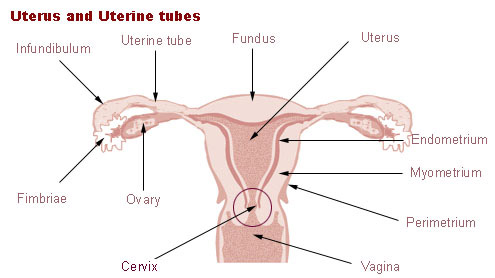 SEER Training: Female Reproductive System