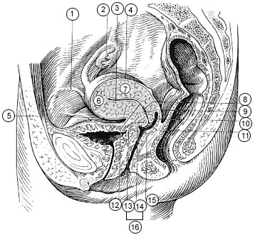 posterior cervical fornix